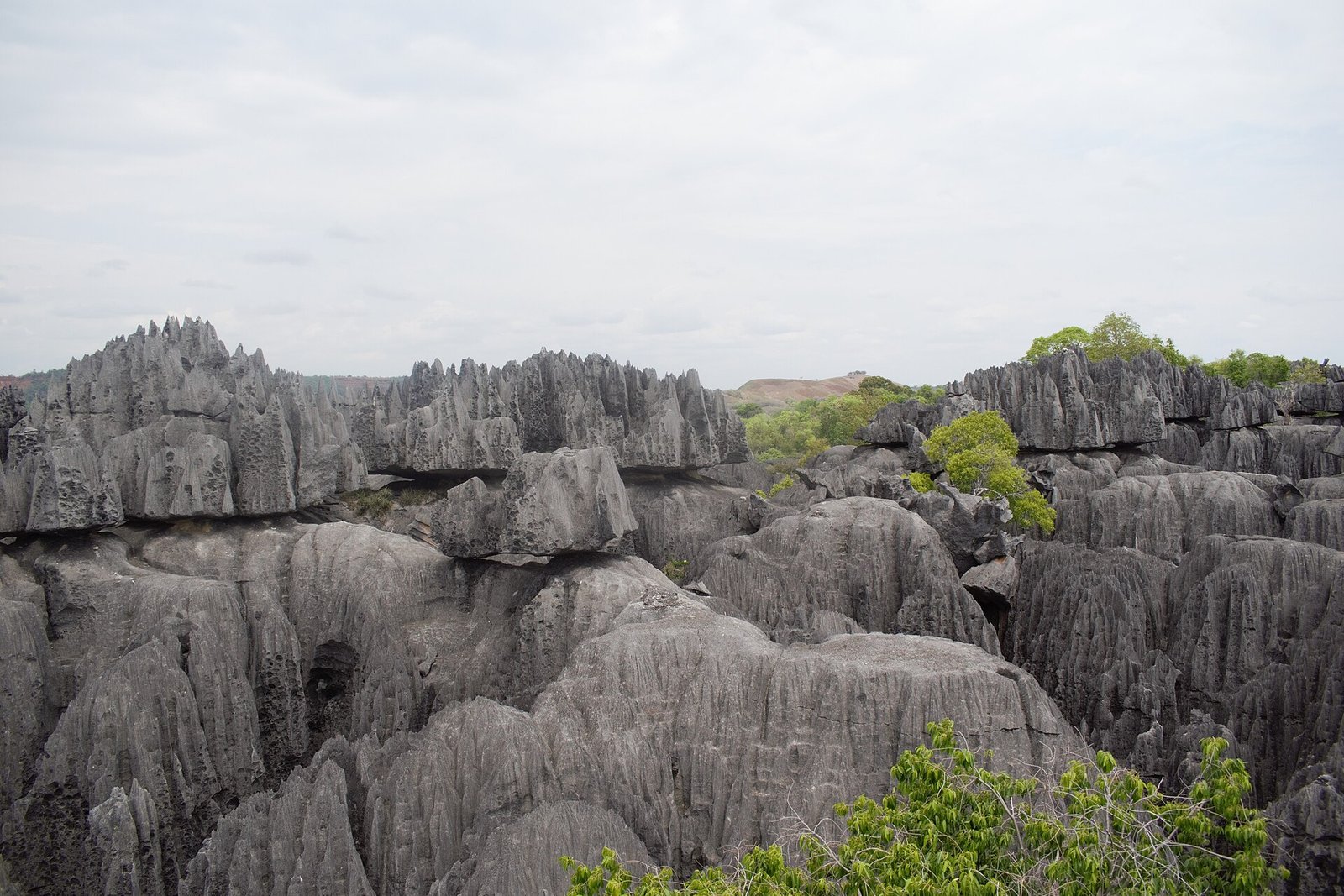 Forêt de pierre calcaire des Tsingy de Bemaraha