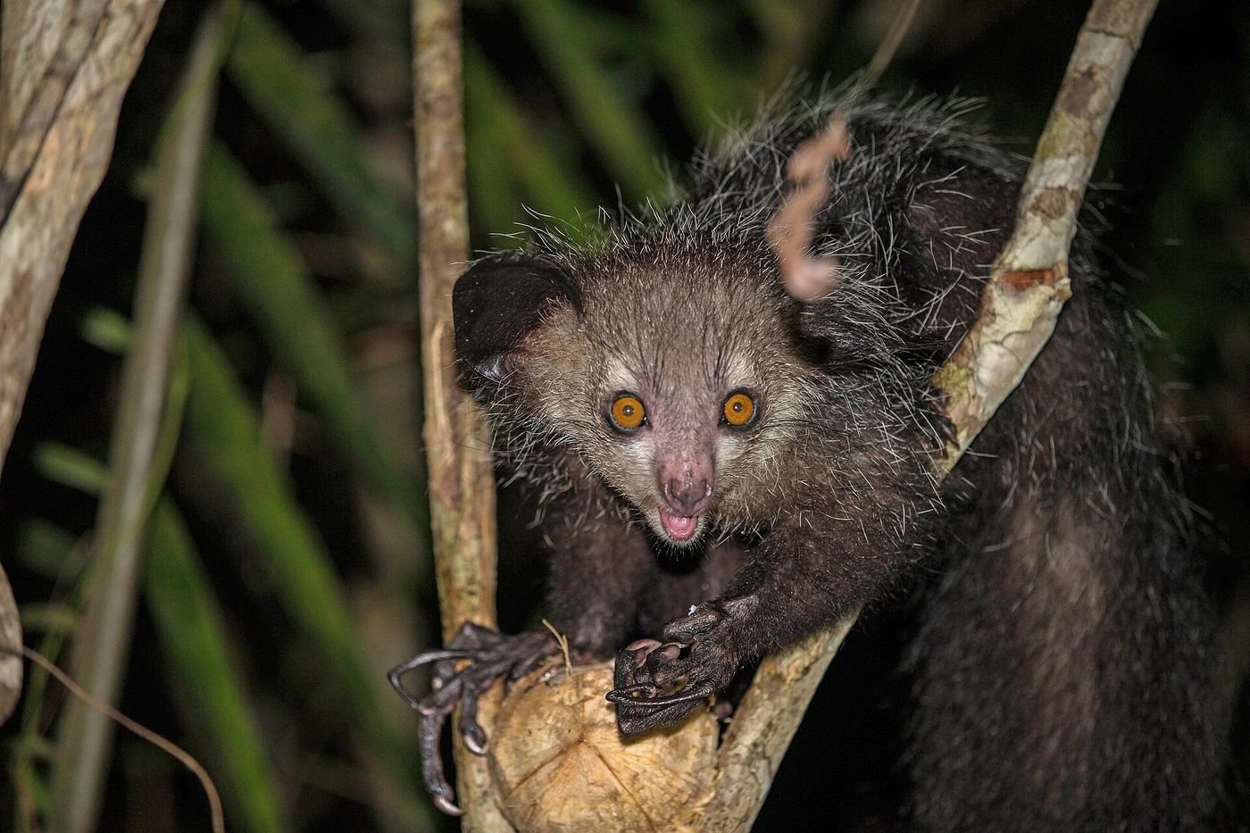 Un aye-aye sauvage de nuit
