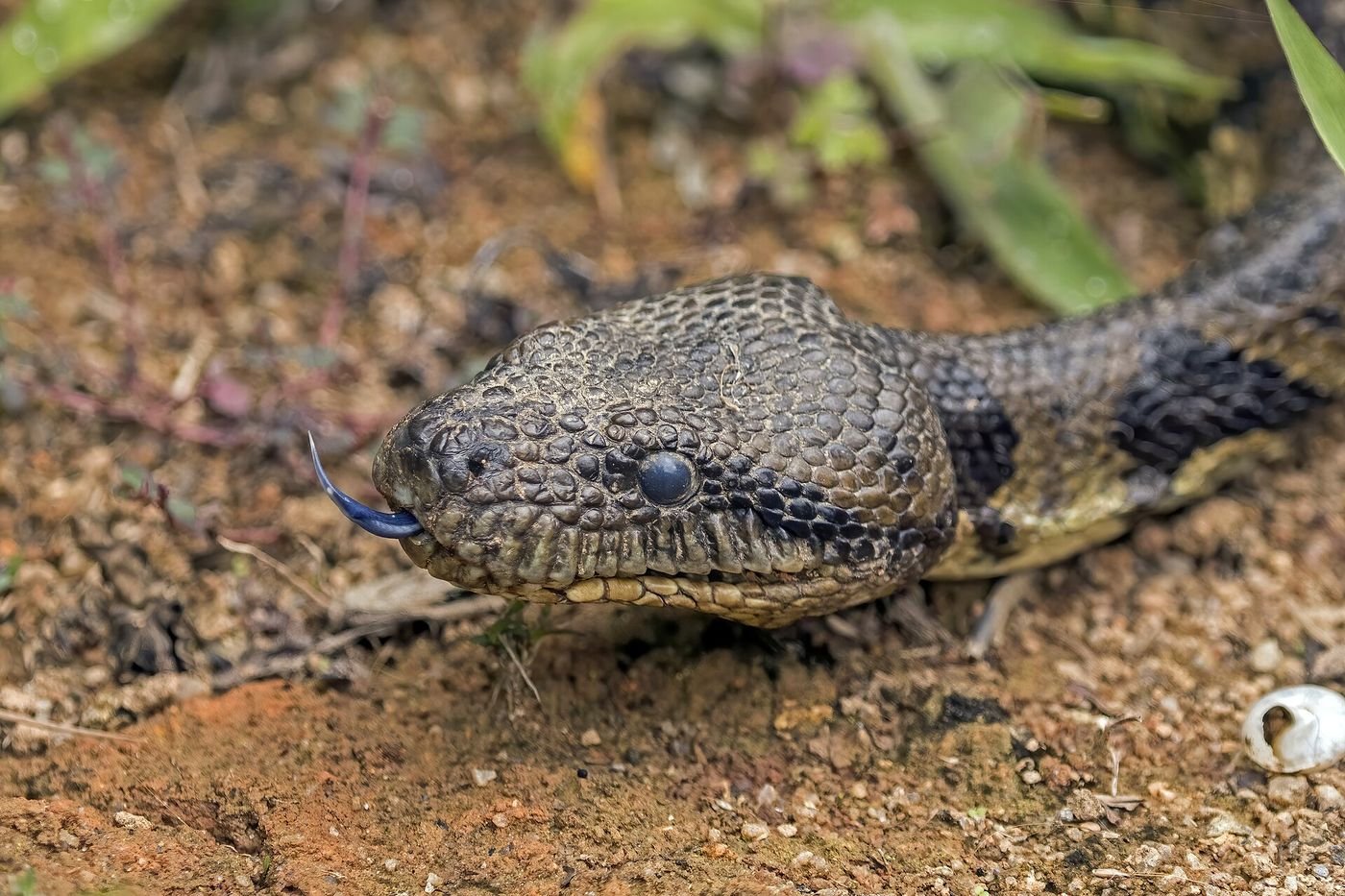 La tête d’un boa de Madagascar