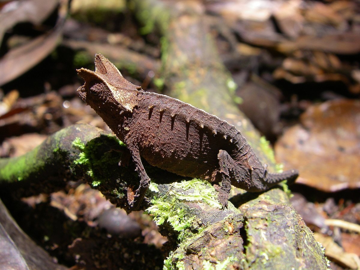 Un Brookesia superciliaris sur une branche moussue