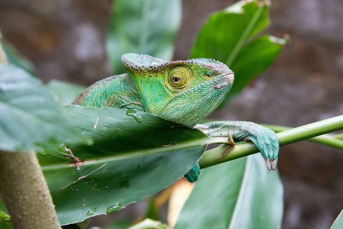 Un caméléon de Parson mâle et ses crêtes sur le nez
