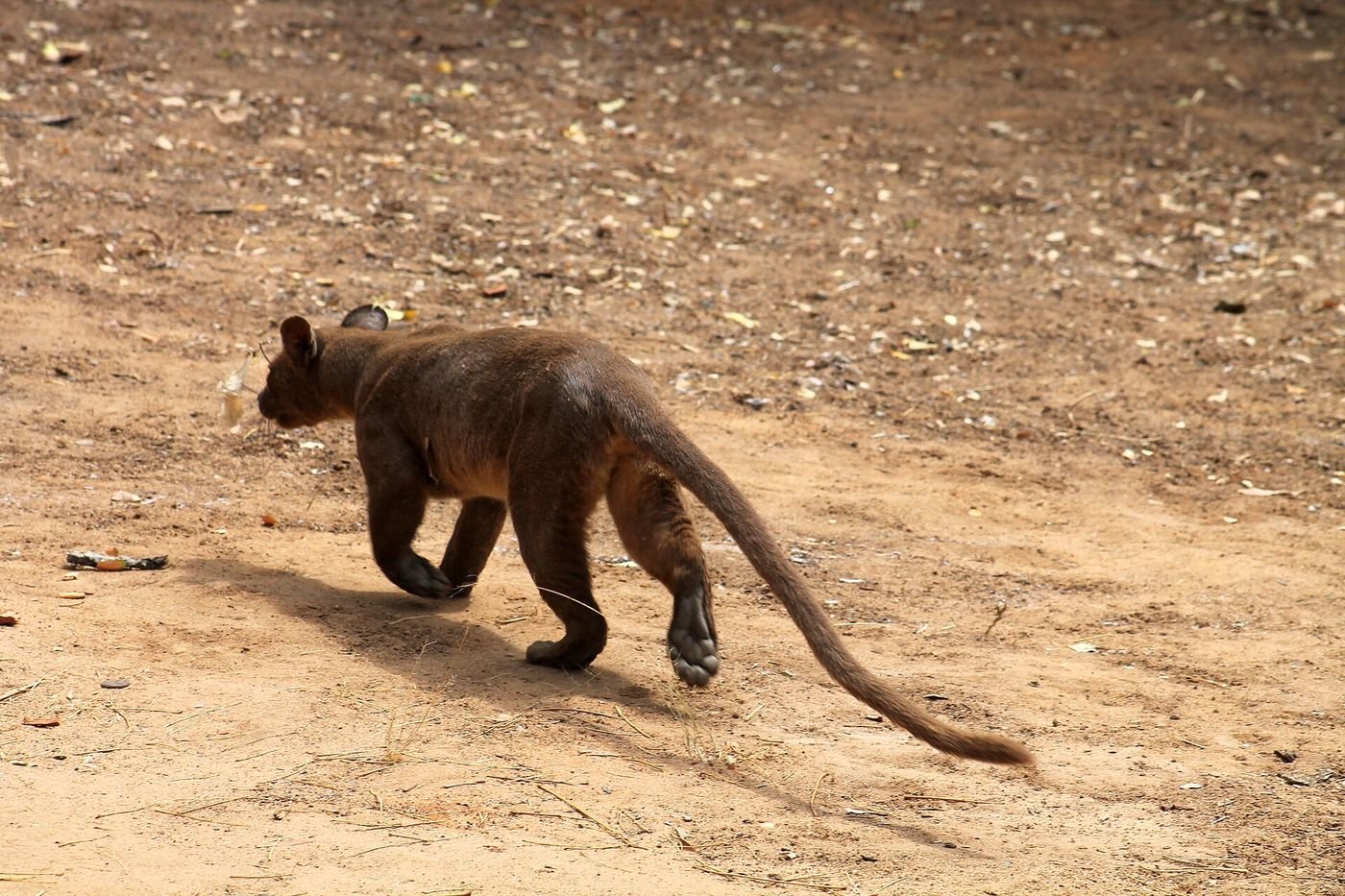 Un fossa sur une piste de Kirindy