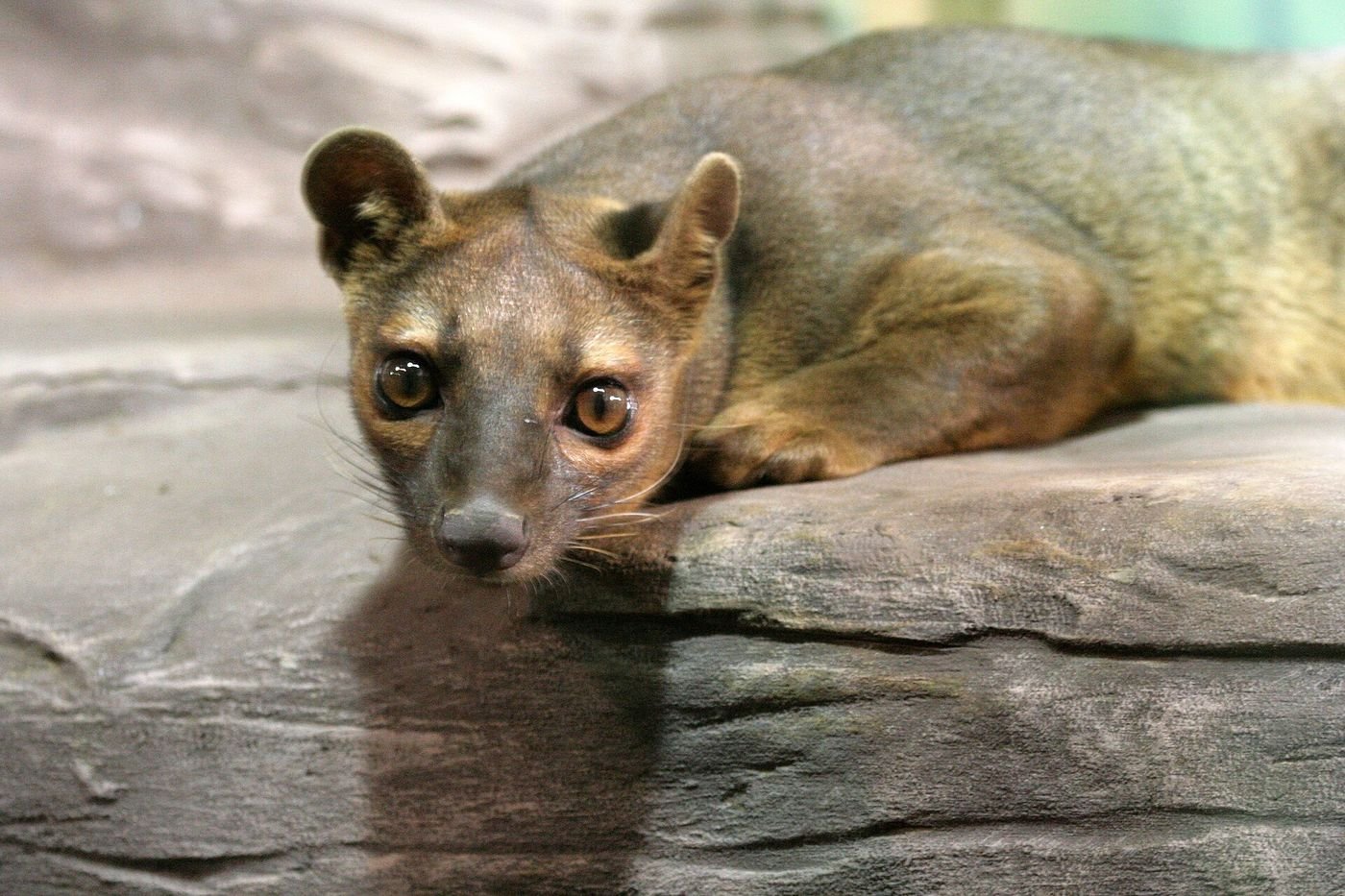 Portrait d’un fossa