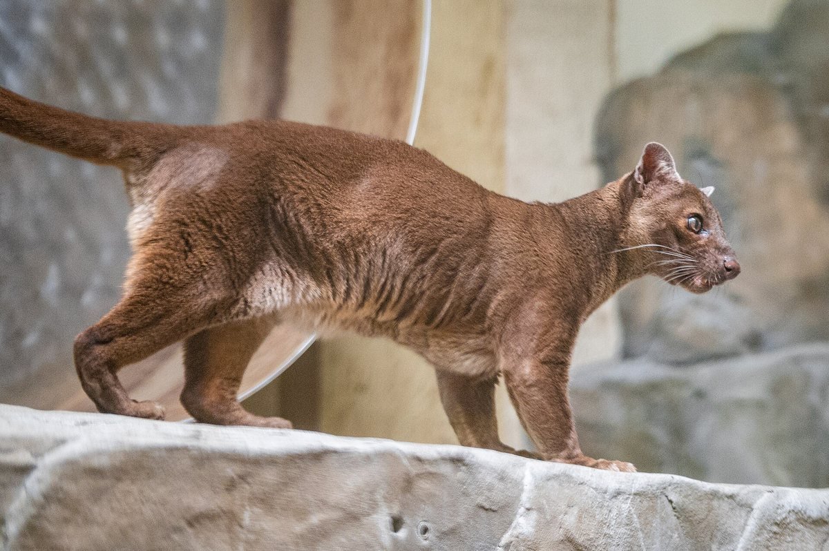 Un fossa dans son enclos au zoo de Cleveland