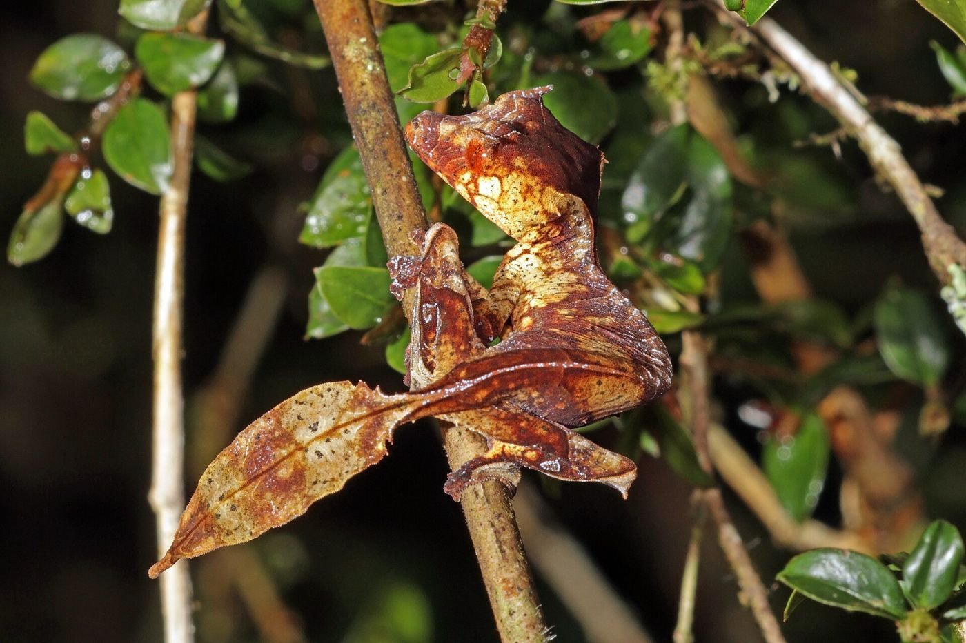 Un gecko à queue feuillue à Ranomafana