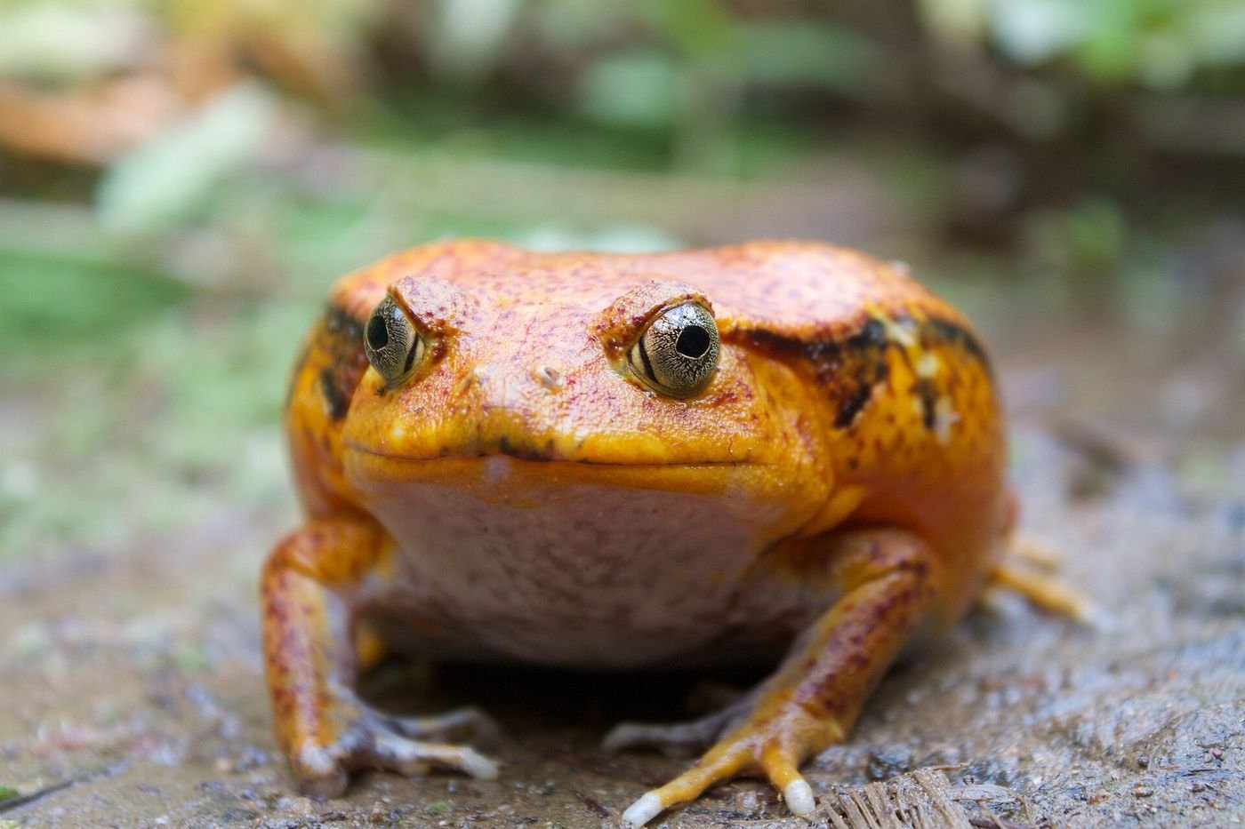 Une grenouille tomate