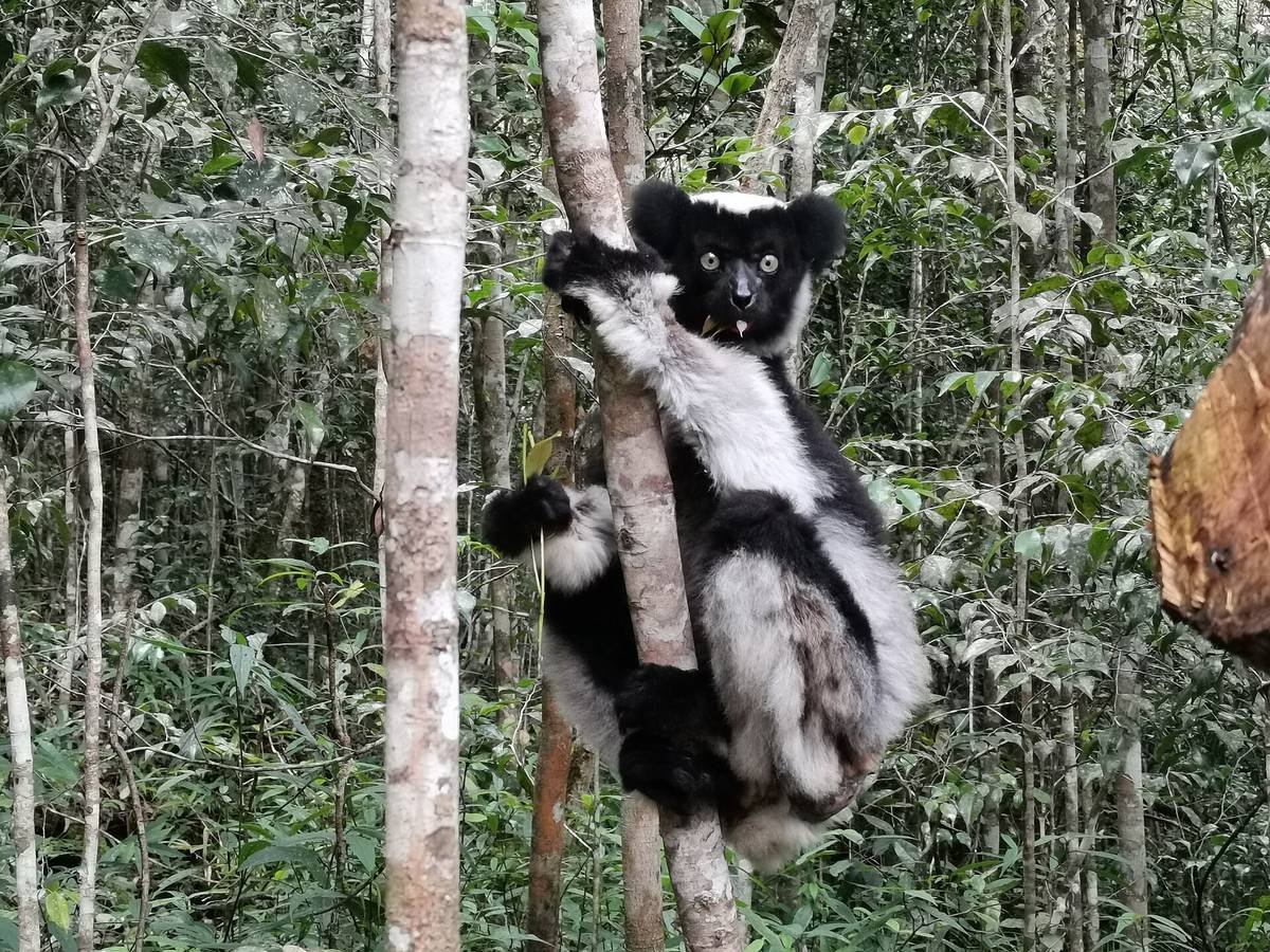 Un indri agrippé à un tronc