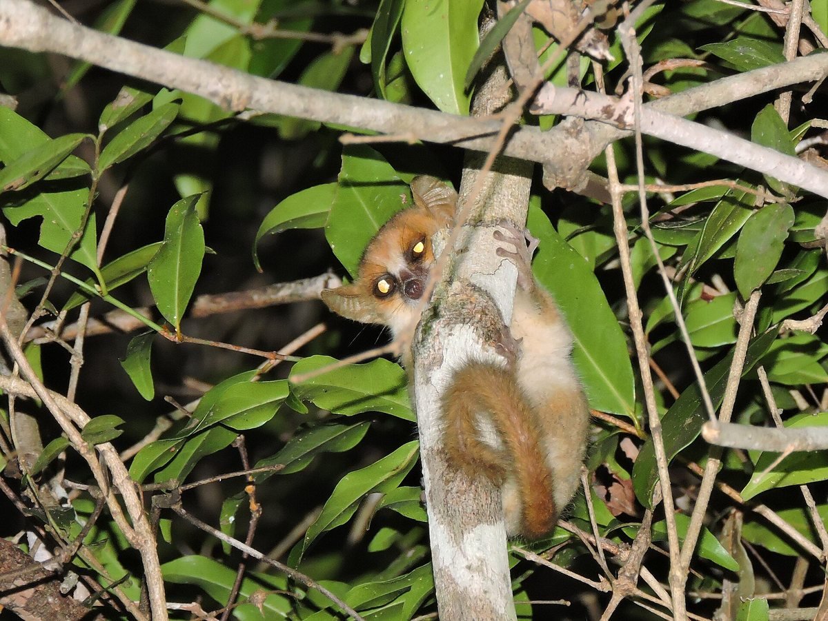 Un microcèbe de Berthe sur une branche
