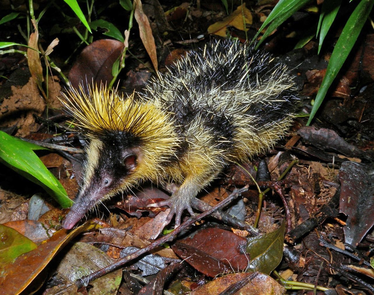 Un tenrec rayé à Mantadia