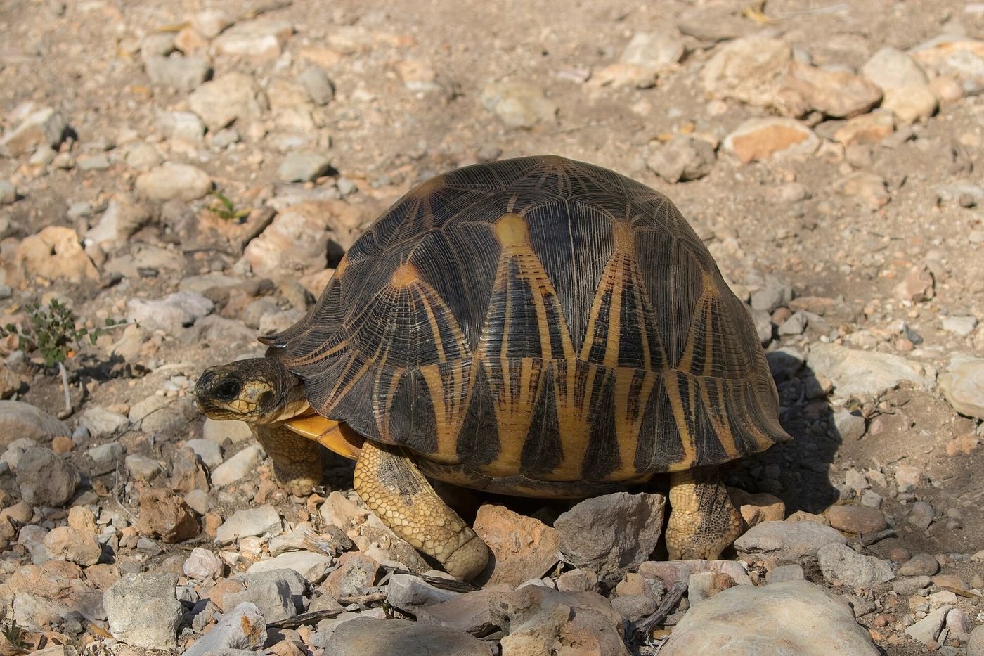 Une tortue radiée